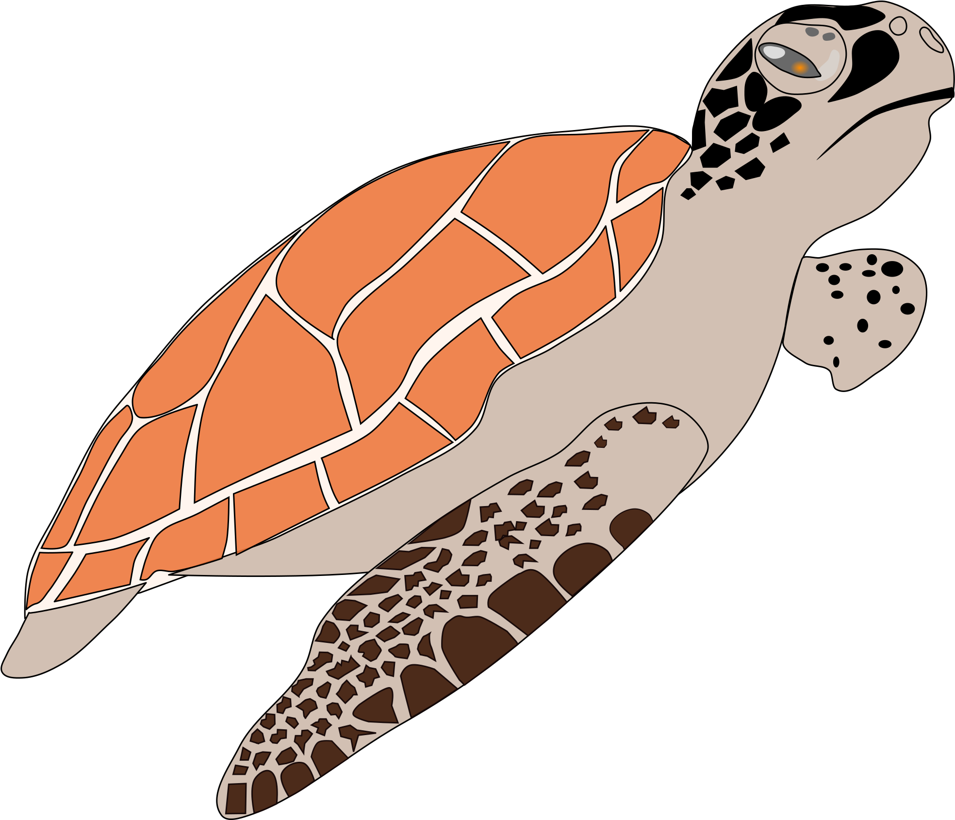 Turtle Png - Hawksbill Sea Turtle Cartoon, Transparent Png - sea turtle png