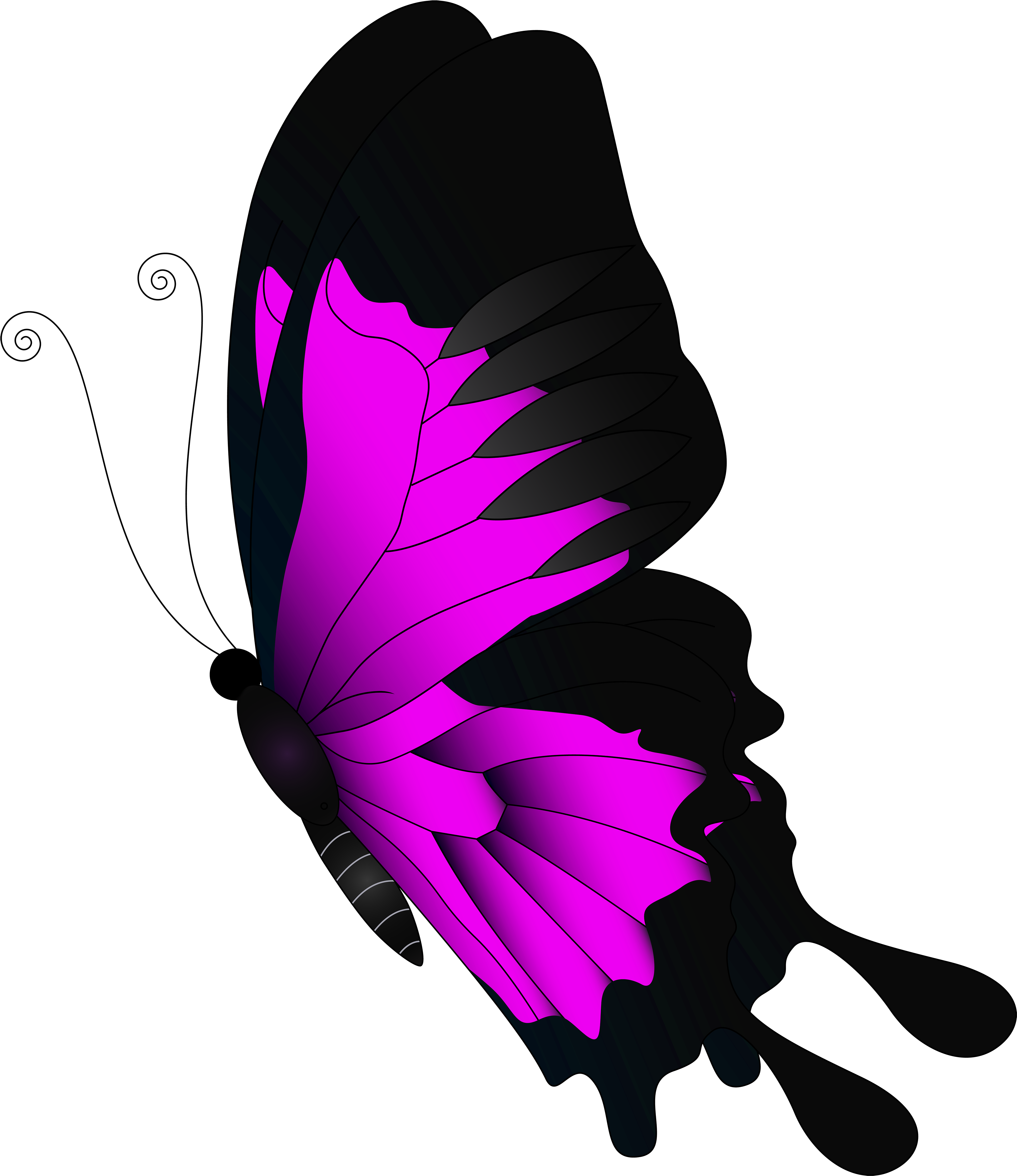 Download Flying Butterflies Image HQ PNG Image