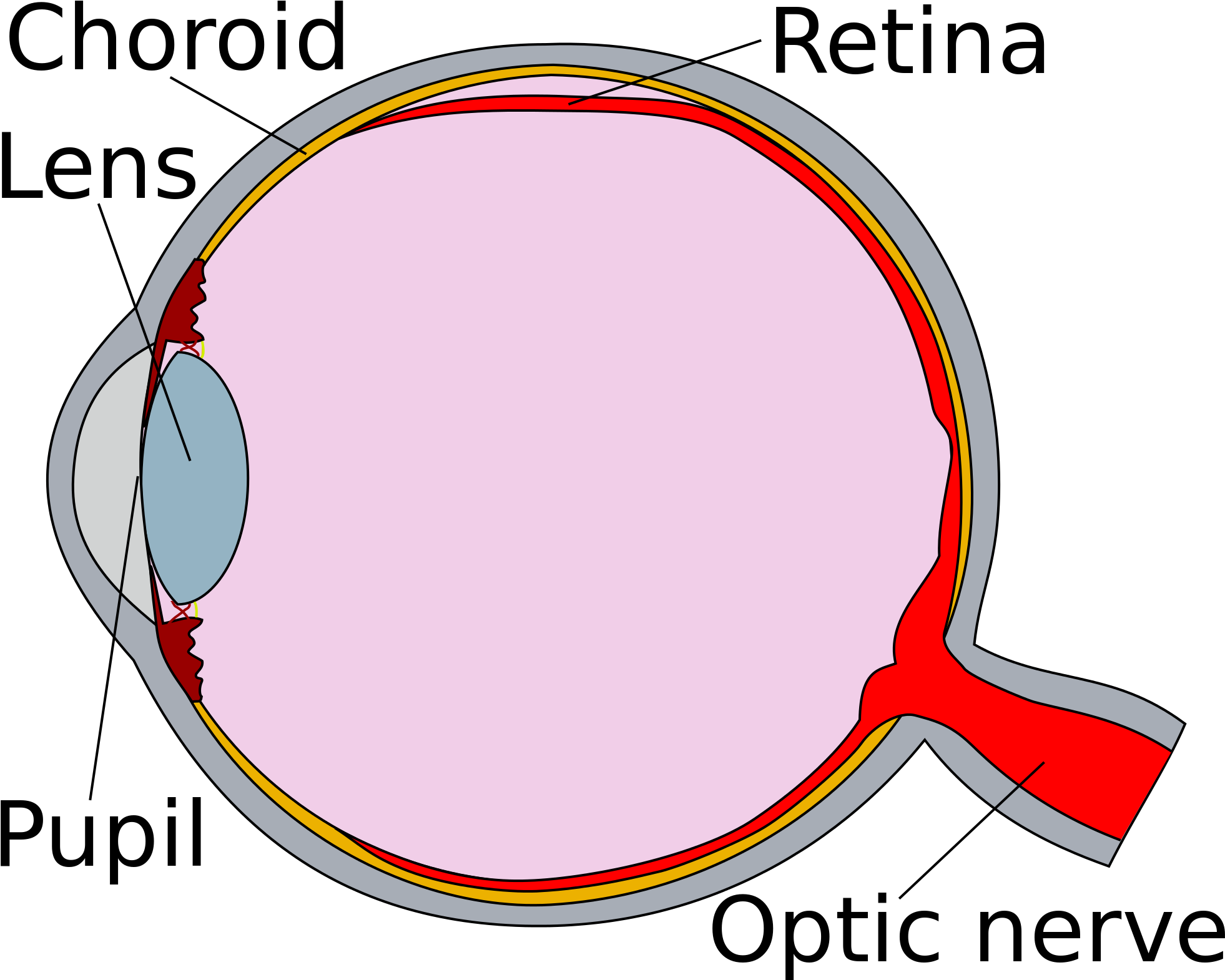 Eye Clipart Human Eye - Diagram Of The Eye Retina, HD Png Download - human eyes png