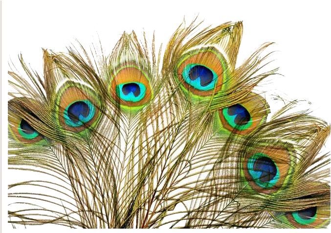 Peacock Feather Background Png, Transparent Png - mor pankh png -  Transparent Png Download (#1796172) - PngFind