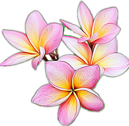 Plumeria Sticker - Frangipani, HD Png Download - plumeria png