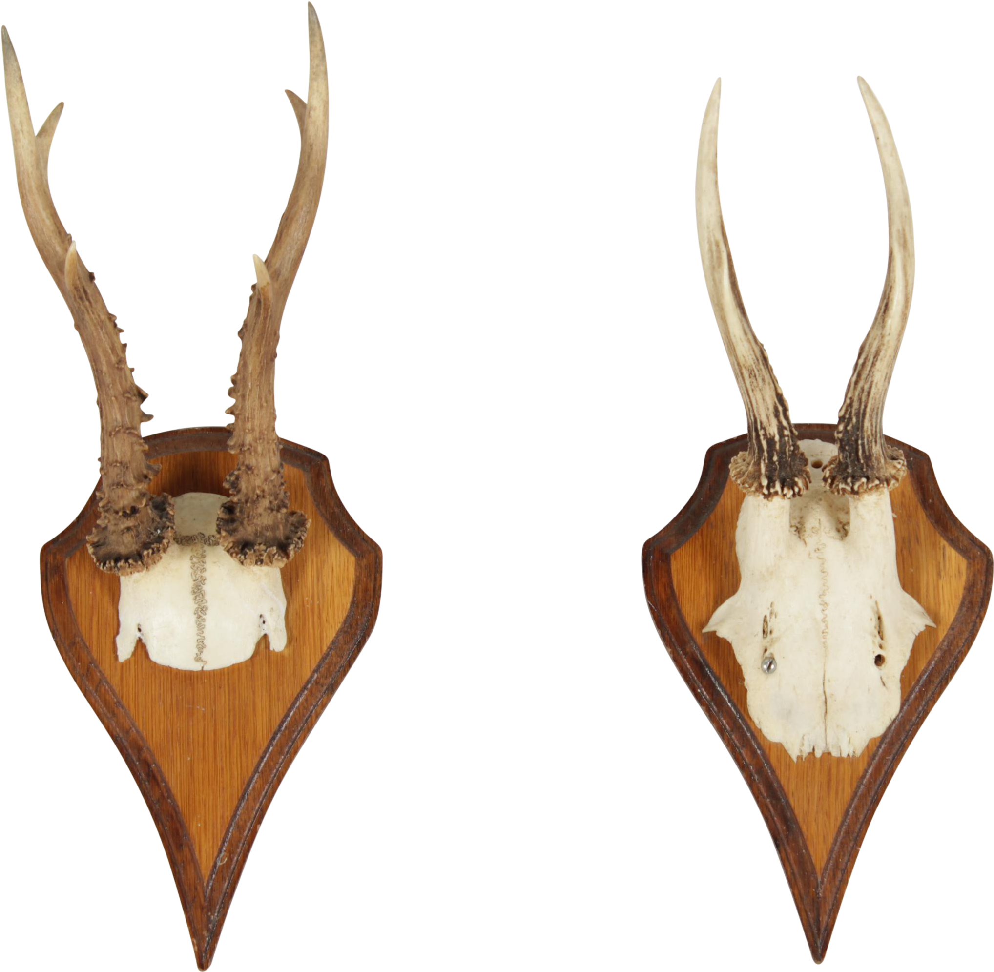 Vintage German Roe Deer Antlers A Pair - Trophy Hunting, HD Png Download - antlers png
