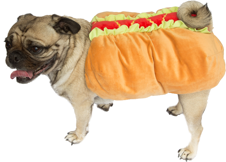 Pug in hot deals dog costume