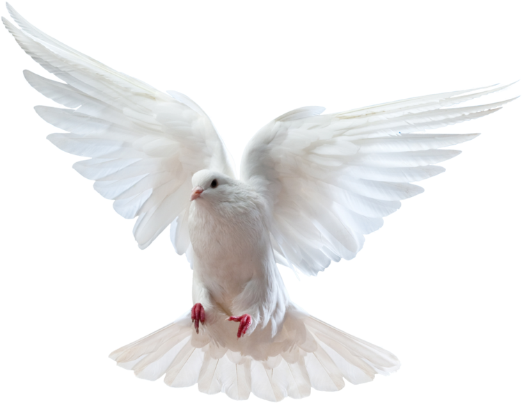 Holy Spirit Dove Png - Dove And Bible Png, Transparent Png -  800x622(#440482) | PNG.ToolXoX.com