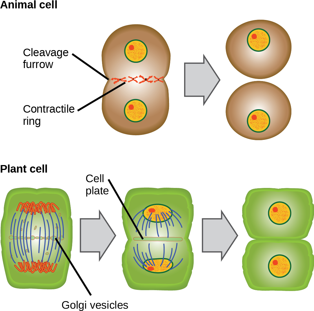 Cytokinesis Drawing Animal Cell Diagram - Telophase And Cytokinesis In Animal  Cells, HD Png Download - 1085x1082(#5765078) | PNG.ToolXoX.com