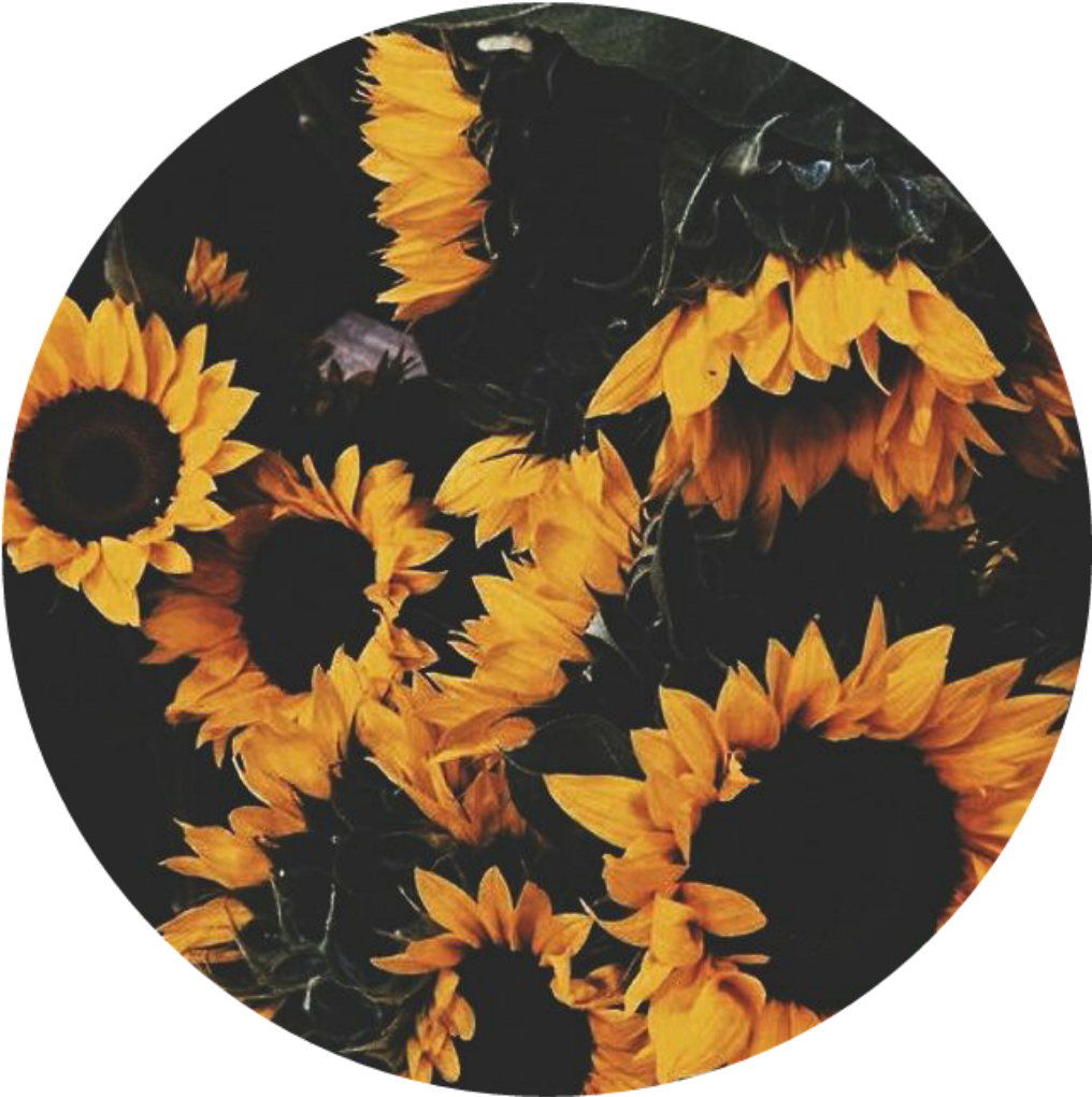 Girasol Girasoles Girasoles🌻 Flores Happy Circle , - Aesthetic Backgrounds Yellow, HD Png Download - girasoles png