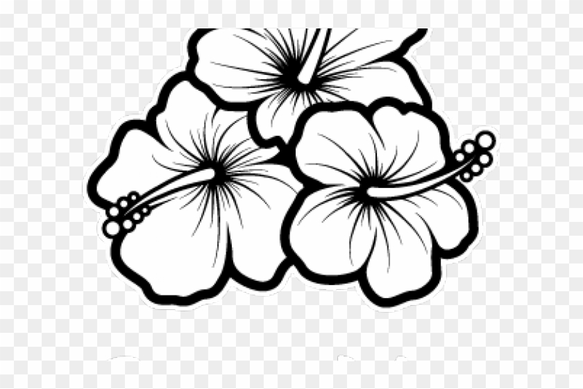 Hibiscus Line Drawing Images  Free Download on Freepik