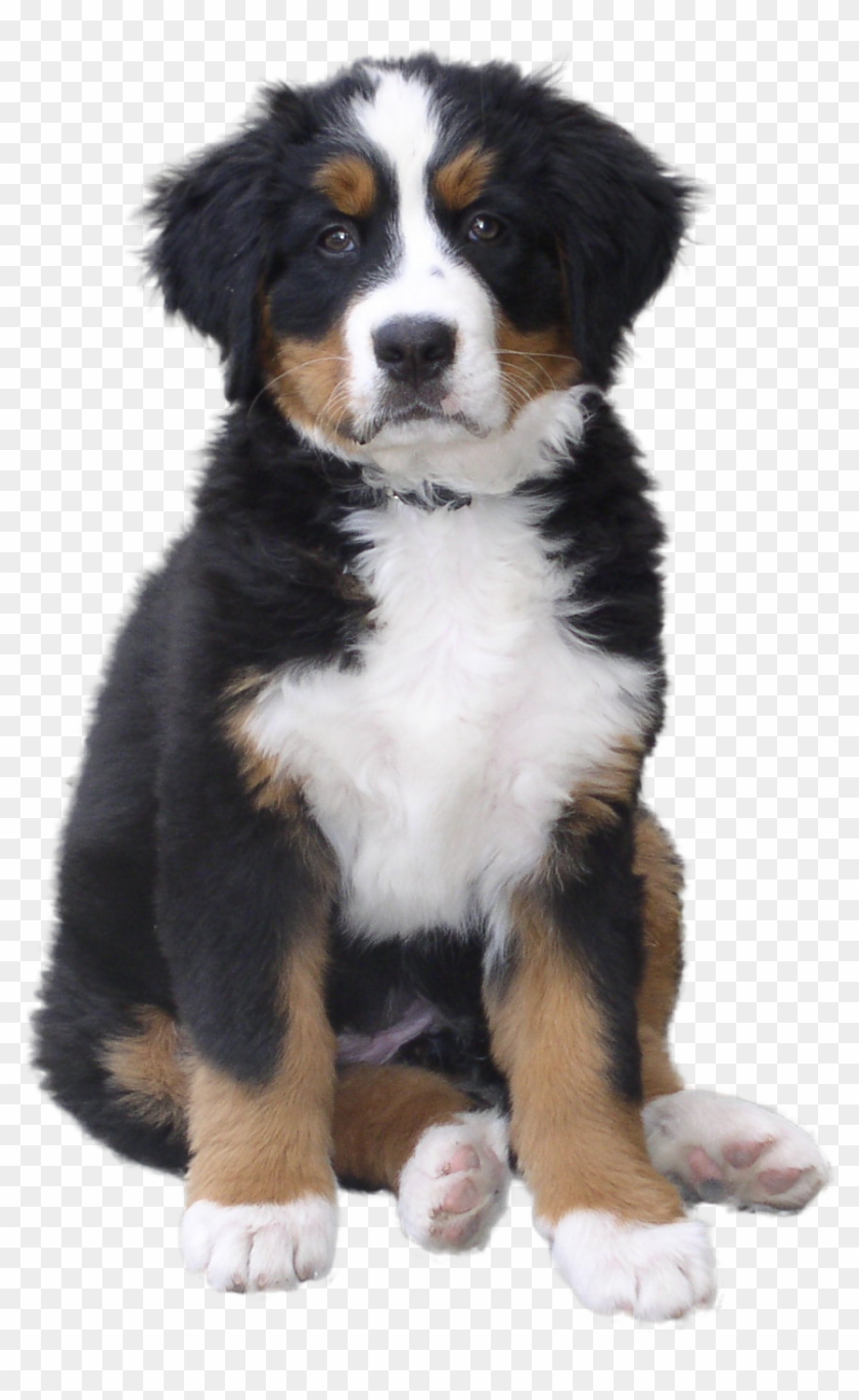 dogs-png-clipart-dogs-png-for-picsart-transparent-png-933x1386