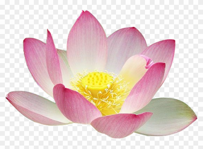 Lotus Flower Emoji Best Flower Site