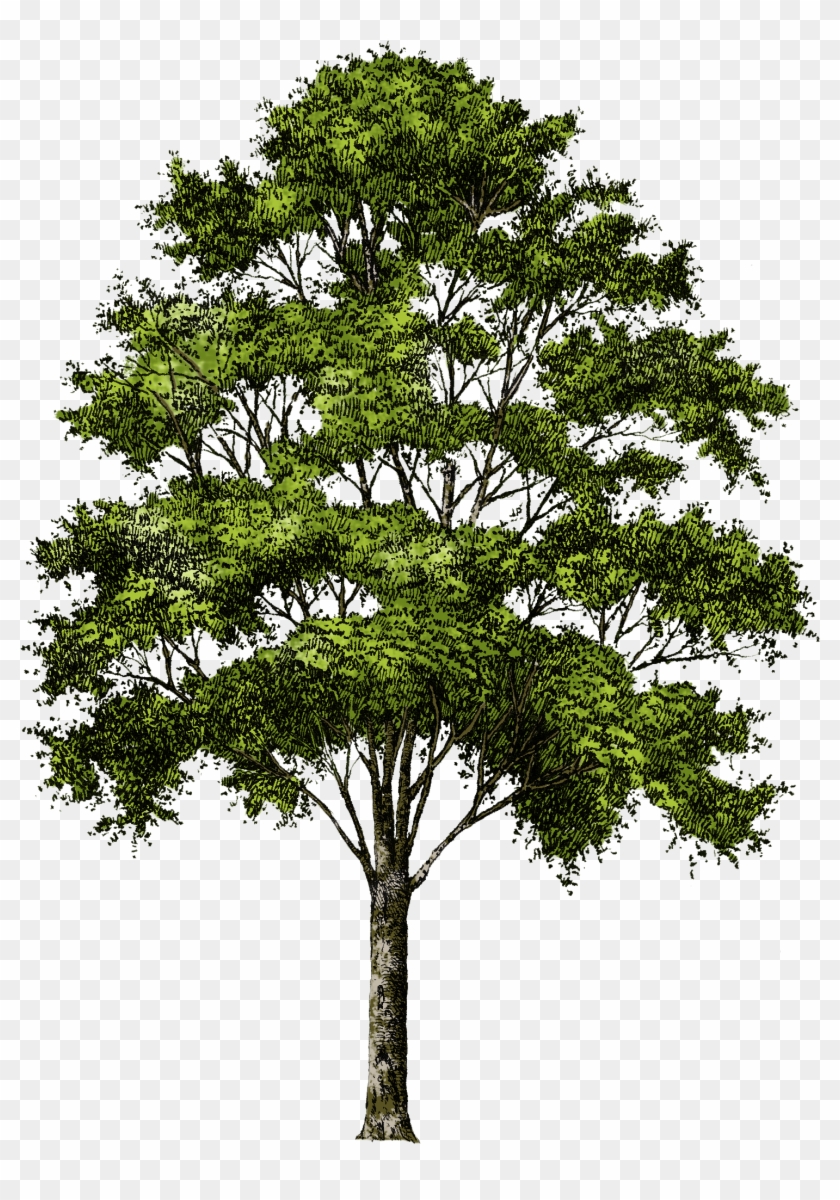 Tree Without Background Png