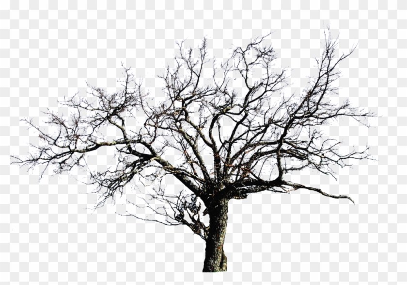 Featured image of post High Resolution Tree Transparent Background - Are you looking for a symbol of tree png?