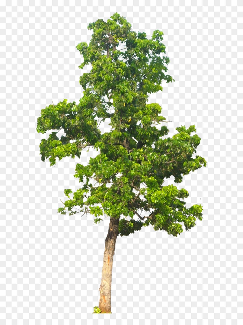 Tree Background Png Image - Tree Png Background Hd, Transparent Png -  597x1047(#8124) - PngFind