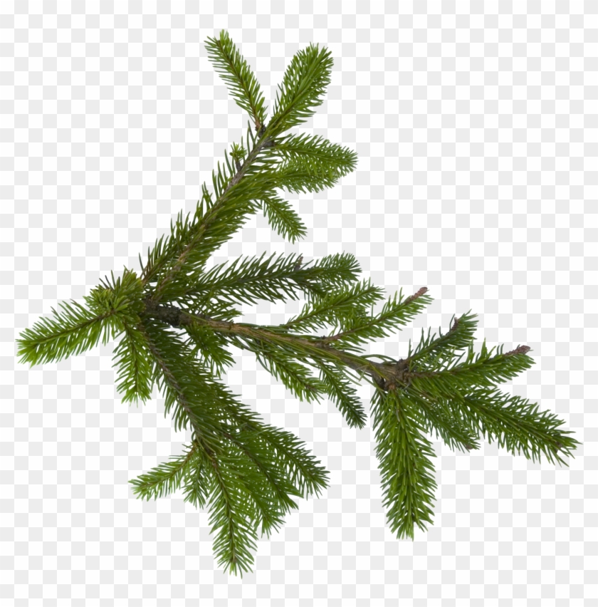 Fir Tree, Tree Leaves, Tree Branches, Firs - Pine Tree Branch Png,  Transparent Png - 3508x3394(#10828) - PngFind