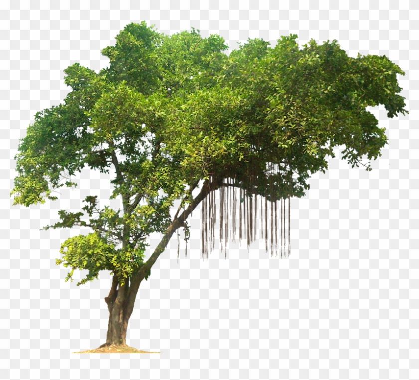 Jungle Tree Png Image Rainforest Trees Transparent Background Png Download 819x696 Pngfind