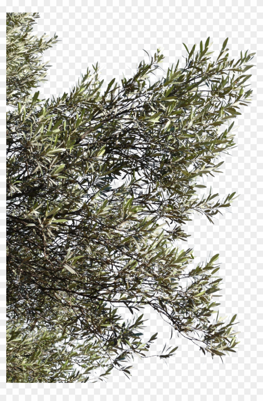 Olive Tree Branches Png Transparent Png 812x10 Pngfind
