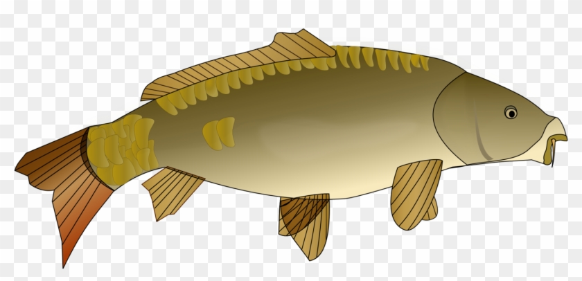 Goldfish Koi Carp Fishing Actinopterygii - Cartoon Pictures Of Carp, HD Png  Download - 1585x750(#12919) - PngFind
