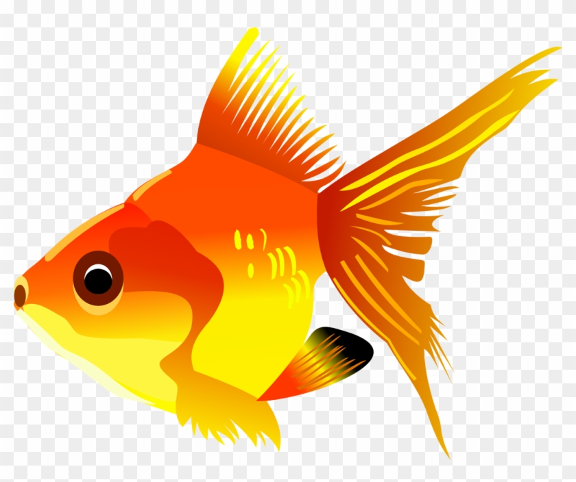 Goldfish Koi Cartoon Drawing - Fish Clipart Transparent Background, HD Png  Download - 948x750(#13146) - PngFind