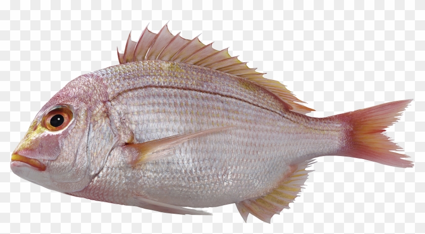 3996 X 2008 6 - Gambar Ikan Png, Transparent Png - 3996x2008(#13416) -  PngFind
