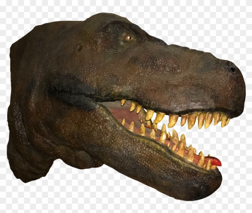 T Rex Head Png - Tyrannosaurus, Transparent Png - 900x725(#14011) - PngFind
