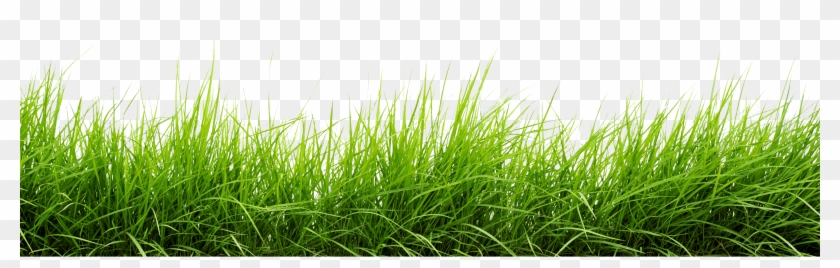 Line Of Grass Png Image Grass Png Transparent Png 3000x816 Pngfind Line Of Grass Png Image Grass Png Transparent Png 3000x816 Pngfind