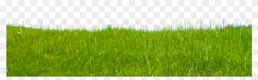 Grass Free Download Png Green Grass Png Transparent Png 1098x727 Pngfind Grass Free Download Png Green Grass Png Transparent Png 1098x727 Pngfind