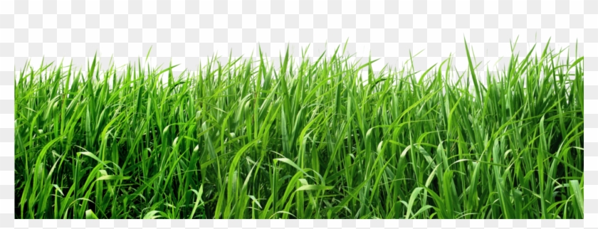 Transparent Background Grass Png , Png Download, Png Download -  1801x605(#18113) - PngFind