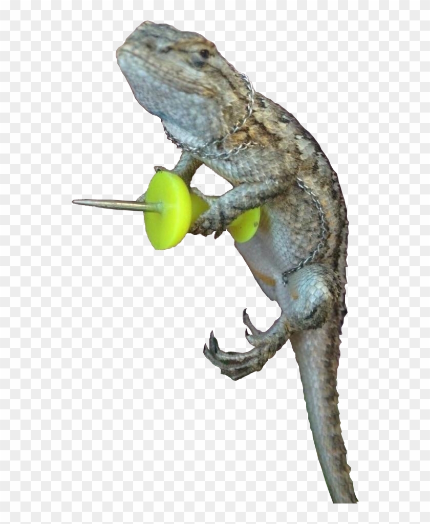 Mess With The Gecko Get A Pecko