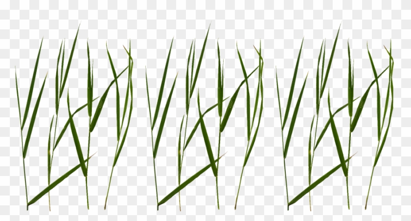 Grass Png Texture - Grass Blade Texture Png, Transparent Png - 900x450