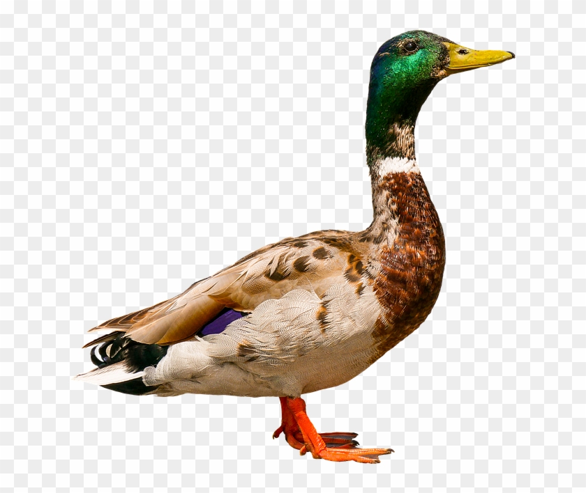 Animals Bird Duck Drake Curiosity Water Bird Bebek Png Transparent Png 960x711 Pngfind