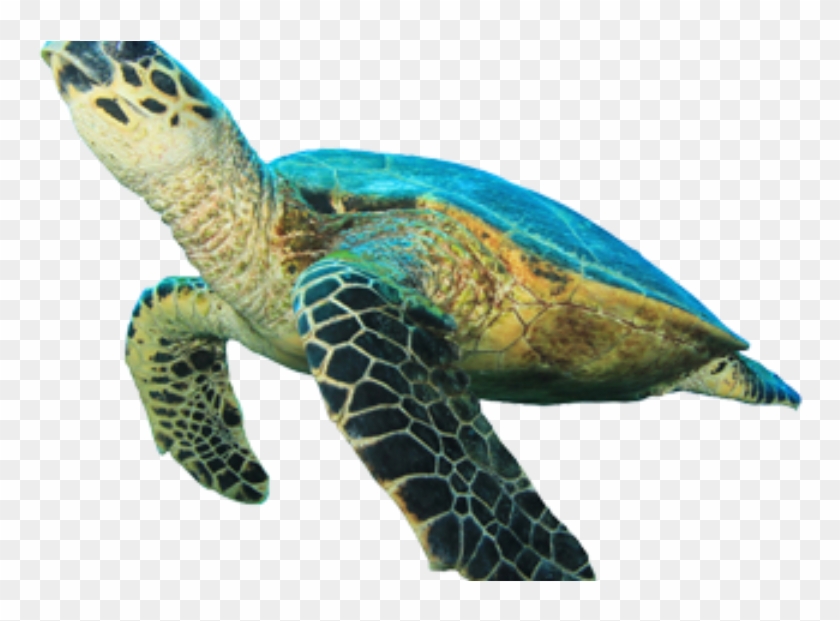 Sea Turtle Clipart Ocean Turtle - Green Sea Turtle White Background, HD