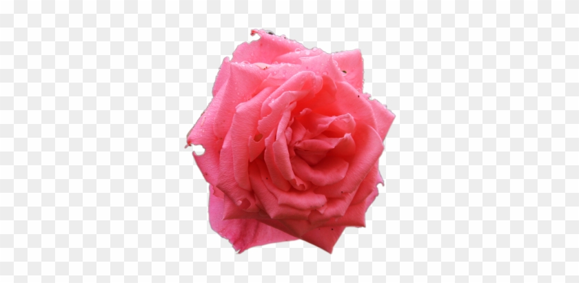 Featured image of post Flores Rosas Png Fundo Transparente Quais delas voc mais gostou