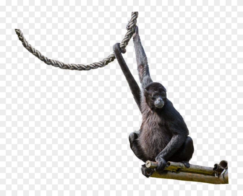 740 X 600 4 - Spider Monkey Transparent, HD Png Download - 740x600 ...