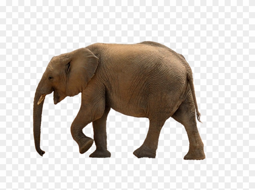Real Baby Elephant Png, Transparent Png - 960x628(#1024558) - PngFind