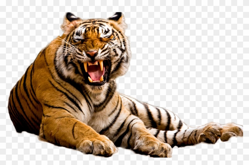 Tiger Png Image - Madhya Pradesh Tiger, Transparent Png -  1200x628(#1027830) - PngFind