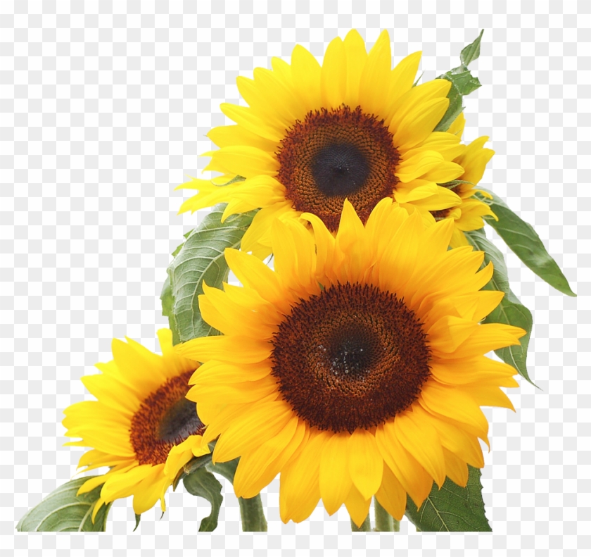 yellow sunflower clipart outline