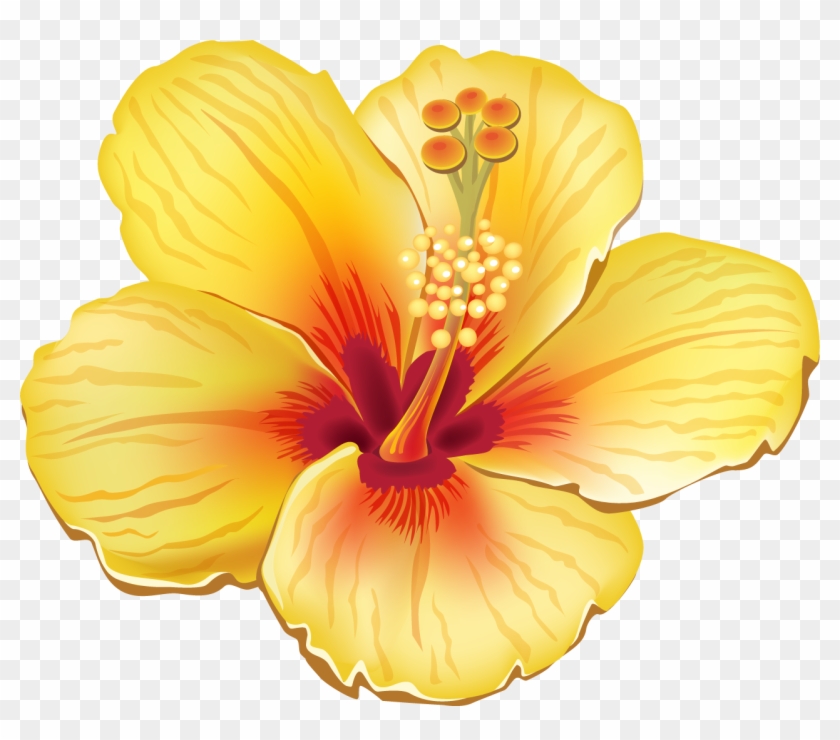 Tropical Flower Clipart , Png Download, Transparent Png -  1278x1065(#1042138) - PngFind