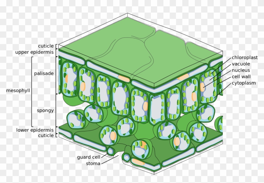 Plant Cuticle - Tea Leaf Structure, HD Png Download - 1280x853(#1061944