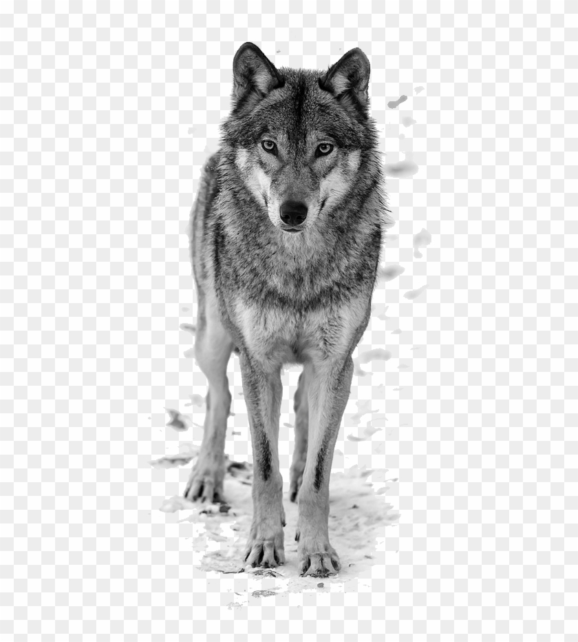 Wolf clipart. Free download transparent .PNG