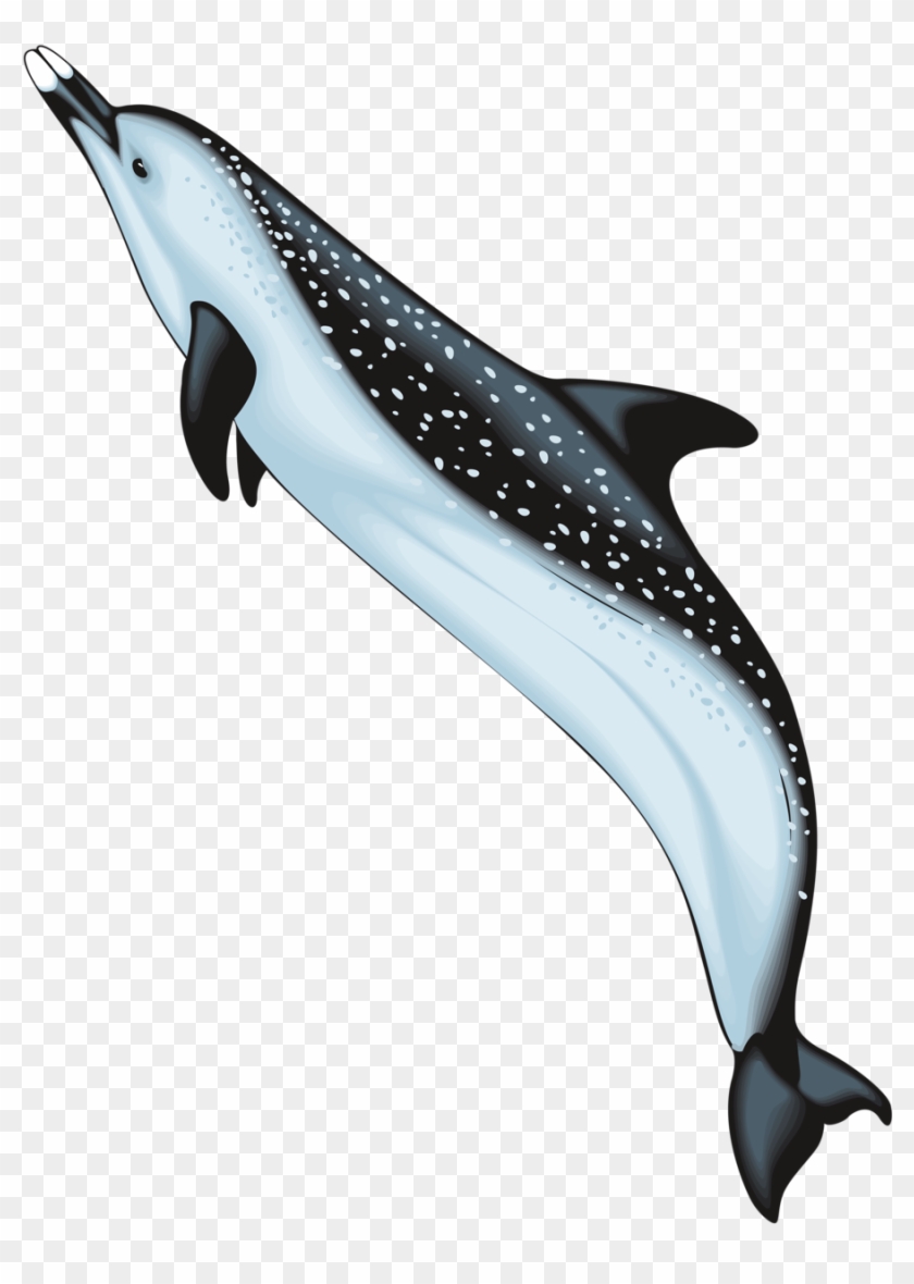 Fotki Clipart Marine Life Under The Sea Dolphins Crazy Ocean Animals Clipart Hd Png Download 960x1280 Pngfind