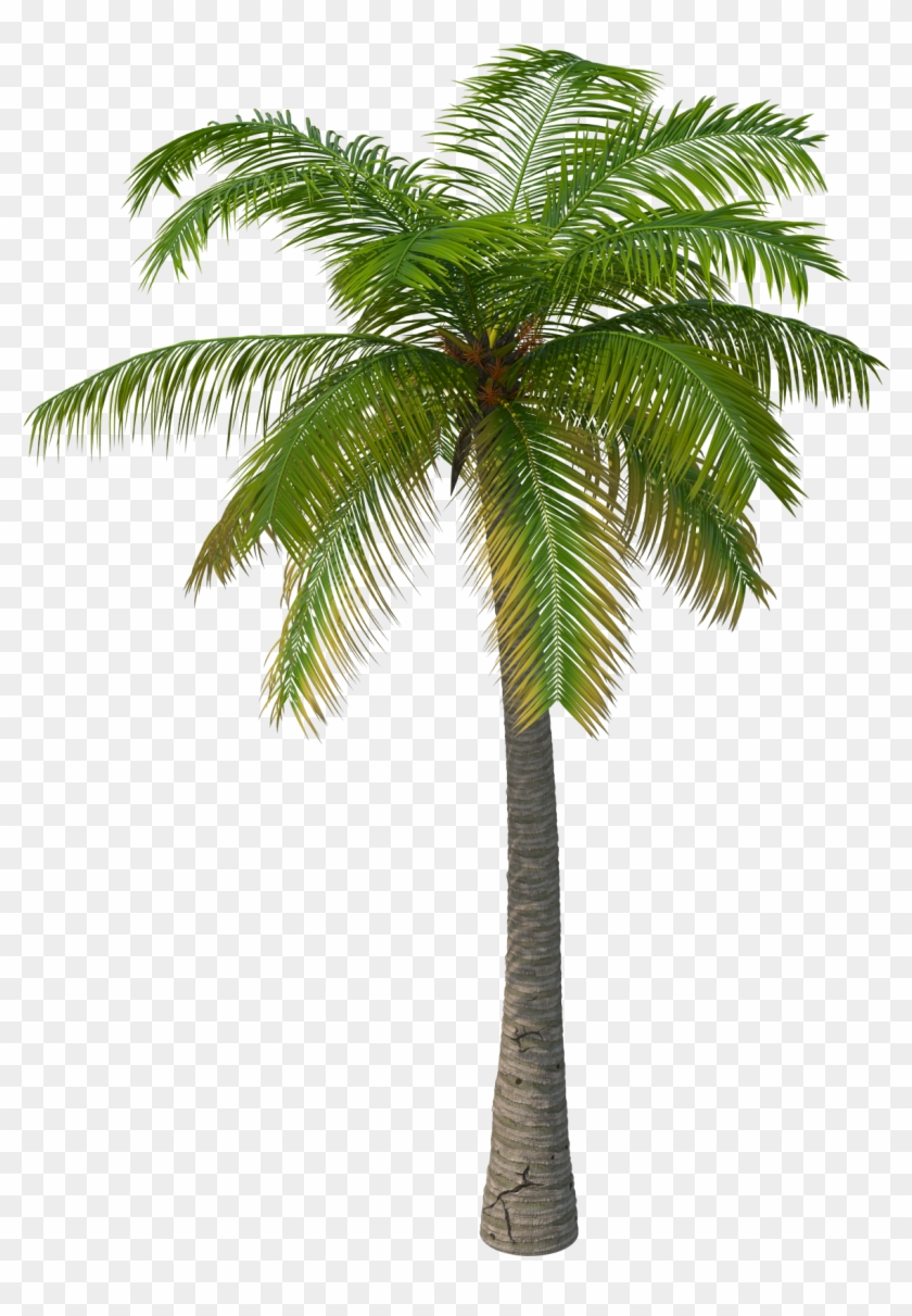 2048 X 2048 4 - 3d Palm Tree Png, Transparent Png - 2048x2048(#1080691 ...