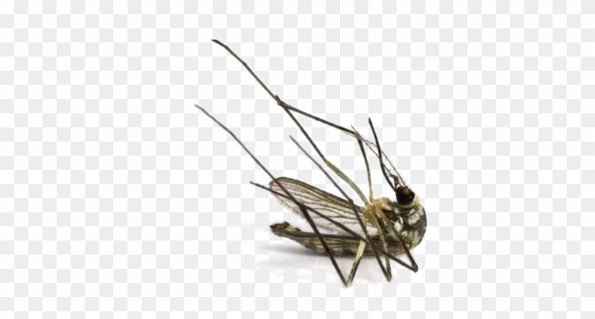 Mosquito Png Image - Dead Mosquito, Transparent Png - 1080x720(#1090797) -  PngFind