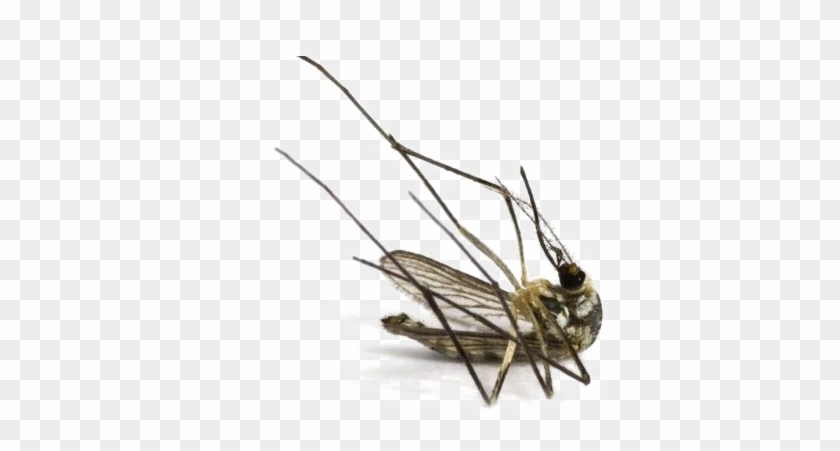 Mosquito Png Image - Dead Mosquito, Transparent Png - 1080x720(#1090797) - PngFind Mosquito Png Image - Dead Mosquito, Transparent Png - 1080x720(#1090797) - PngFind