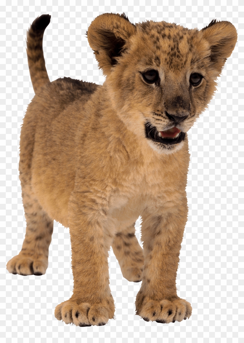 Baby Lion Png Image Hd Wallpaper Download For Android - Baby Lion Transparent Background, Png Download - 1702x2306(#118137) - PngFind Baby Lion Png Image Hd Wallpaper Download For Android - Baby Lion Transparent Background, Png Download - 1702x2306(#118137) - PngFind