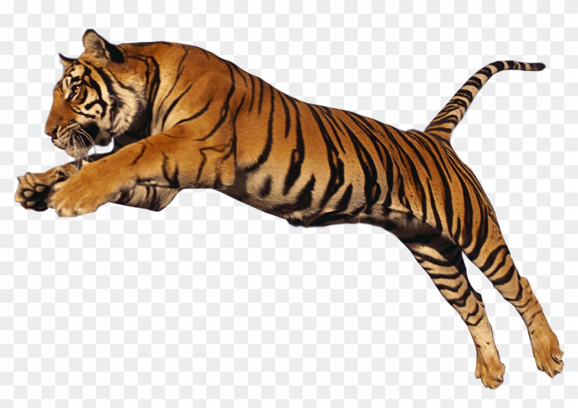 Tiger Png Hd Png Image - Tiger Transparent, Png Download - 1024x640