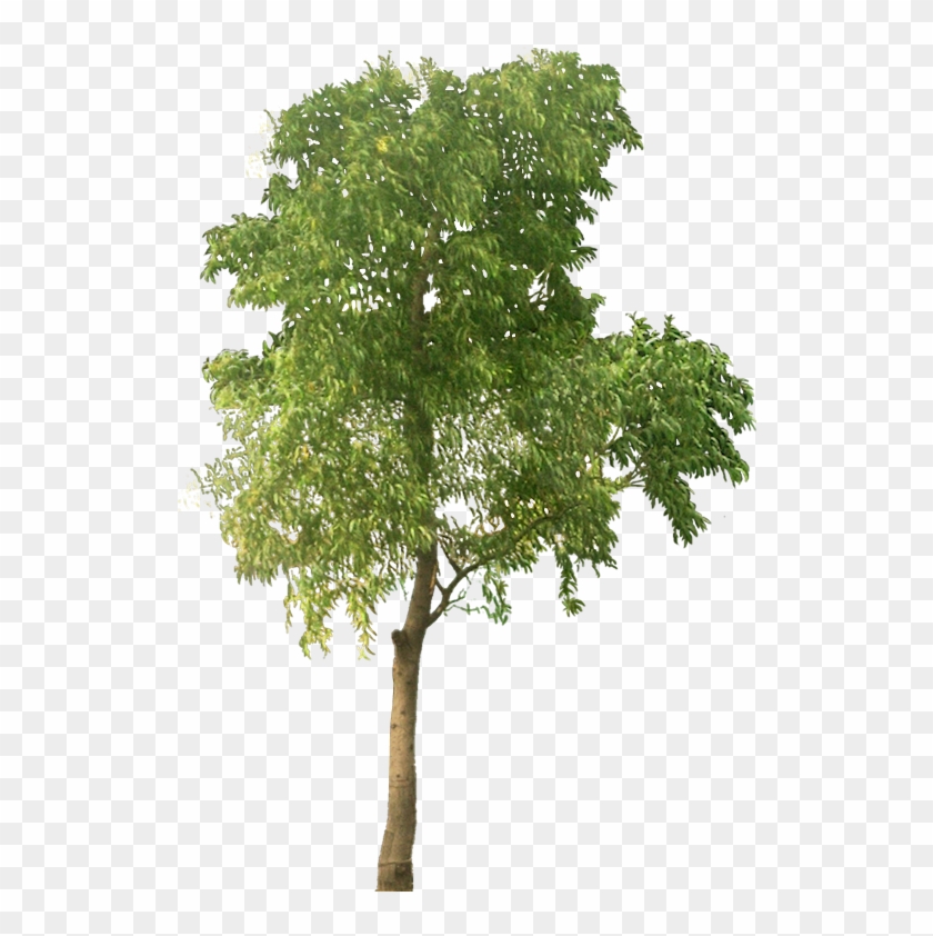 Arbre Png Tree Cut Out Cut Out People Architecture Tree High Resolution Png Transparent Png 539x763 Pngfind