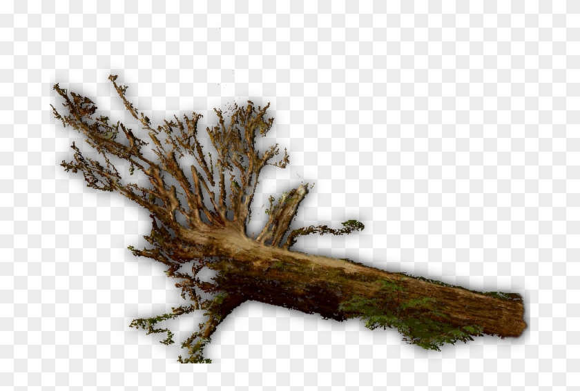 Fallen Tree Jrl - Tree Dundjinni, HD Png Download - 696x487(#1135288