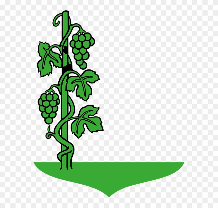 Drawn Plant Creeper Grapes Tree Clipart, HD Png Download 582x720