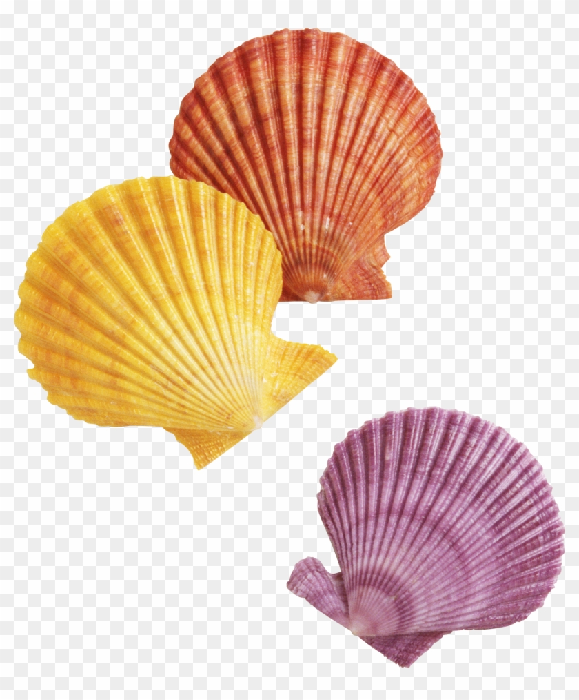 Sea Shell Png - Transparent Background Seashells Png, Png Download -  1971x2287(#1144777) - PngFind