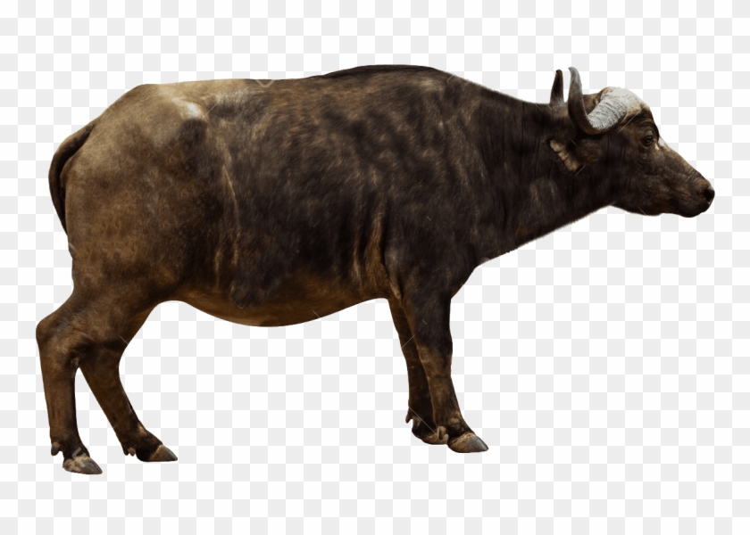 Download Ox Animal Images Transparent Gallery - Cape Buffalo From The Side, Png Download -