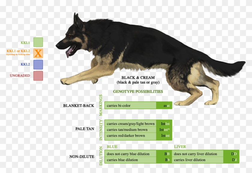 shiloh shepherd german shepherd mix